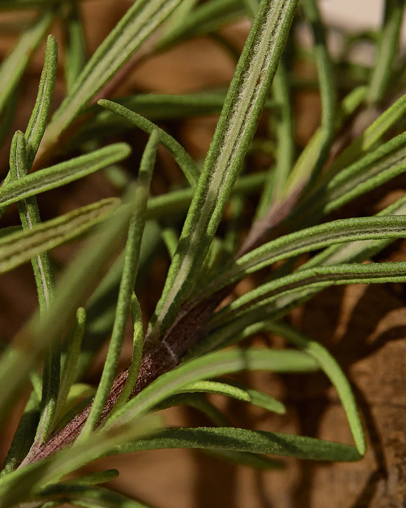 KAINE Rosemary Relief Gel Cleanser - Image 3