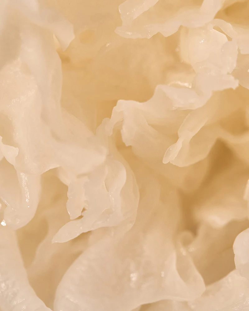 KAINE Vegan Collagen Youth Cream - Image 3