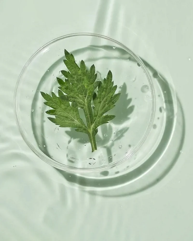 ROUND LAB Mugwort Calming Soothing Gel - Image 4